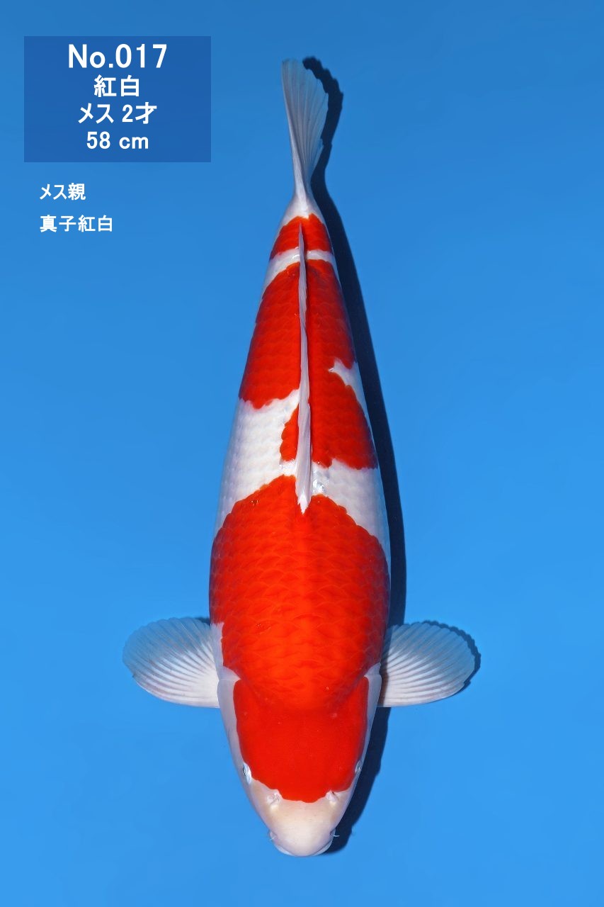鯉
