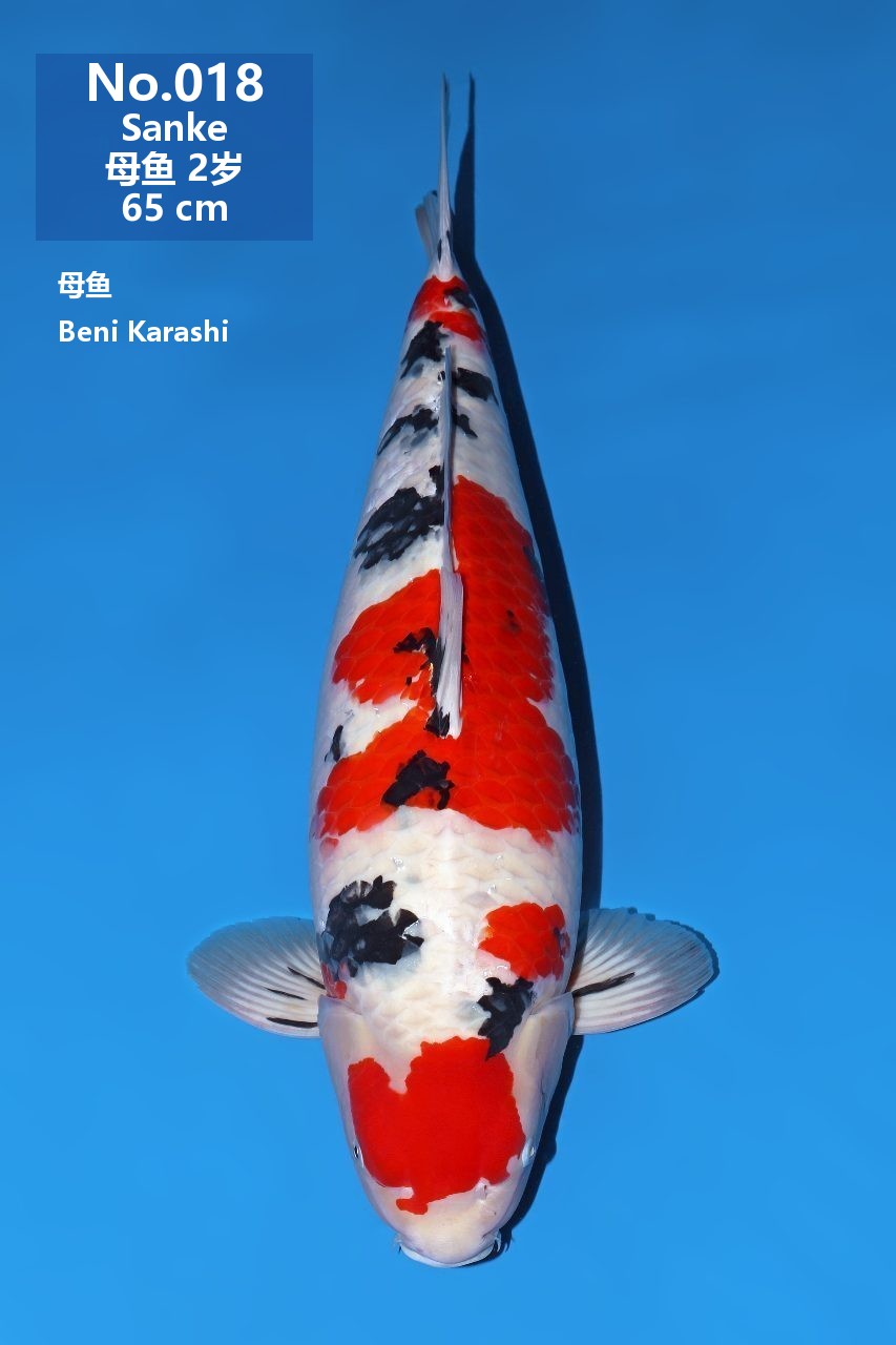 鯉