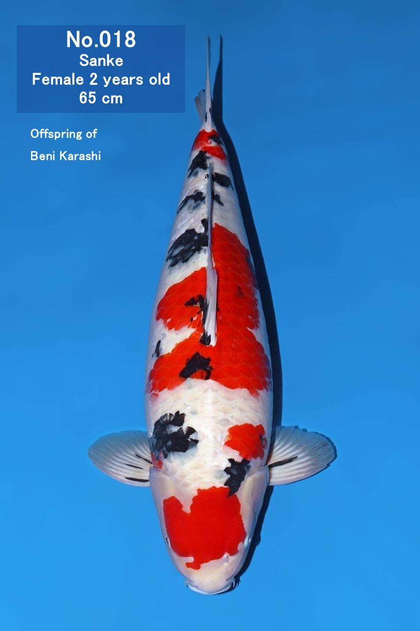 Koi