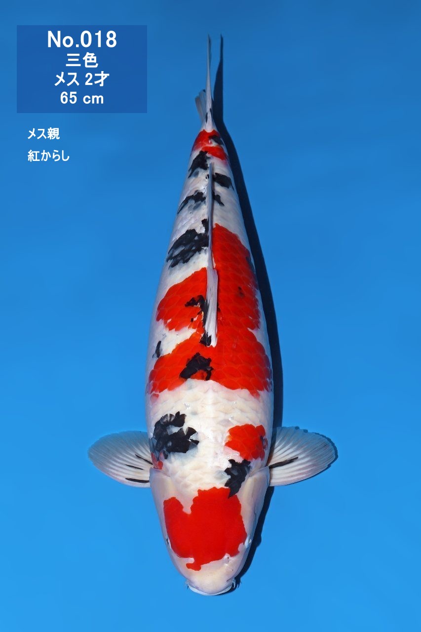 鯉