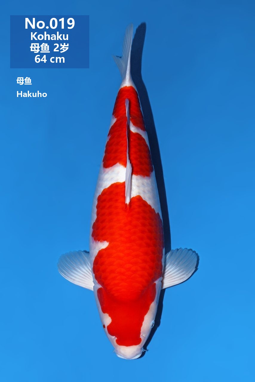 鯉