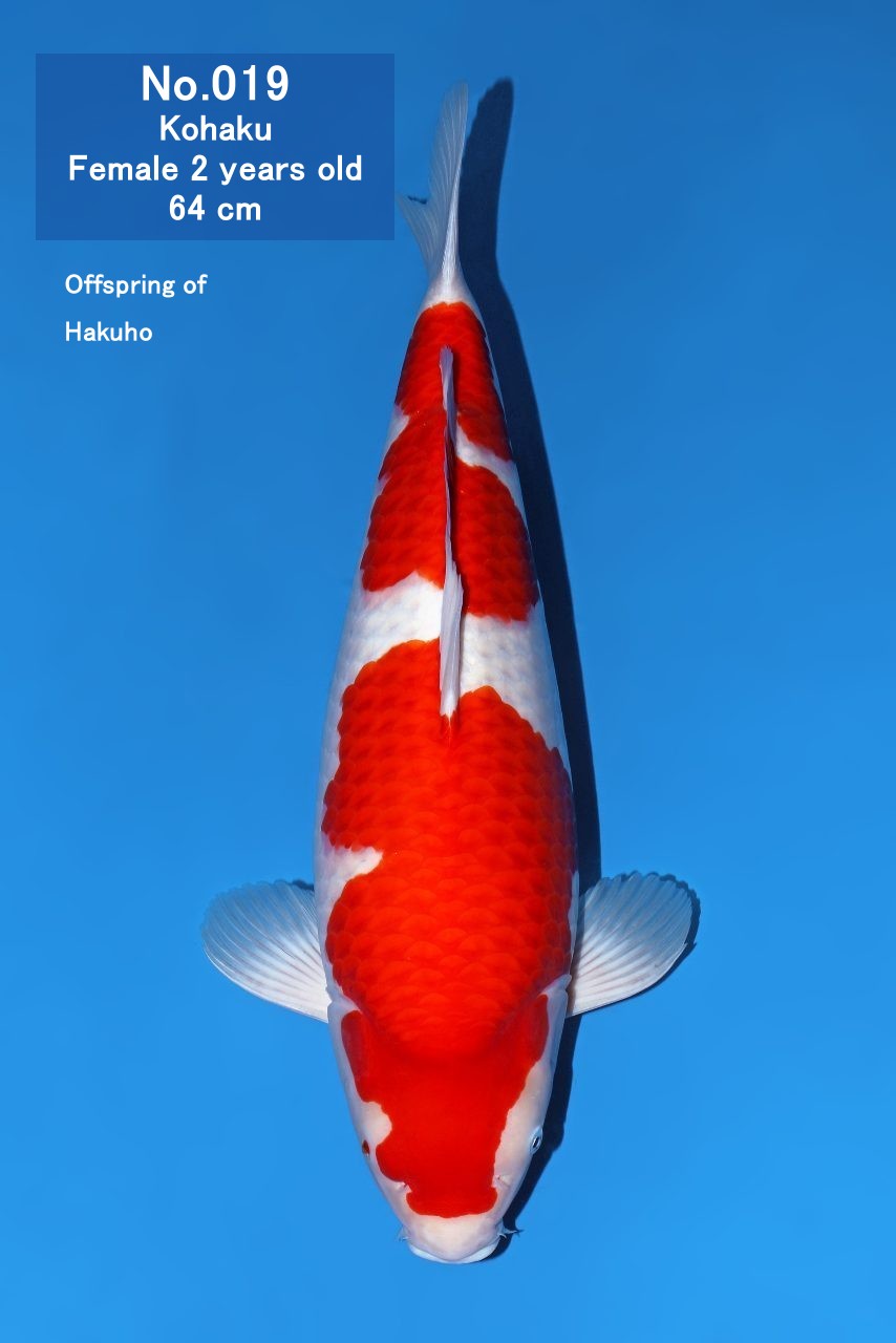 Koi
