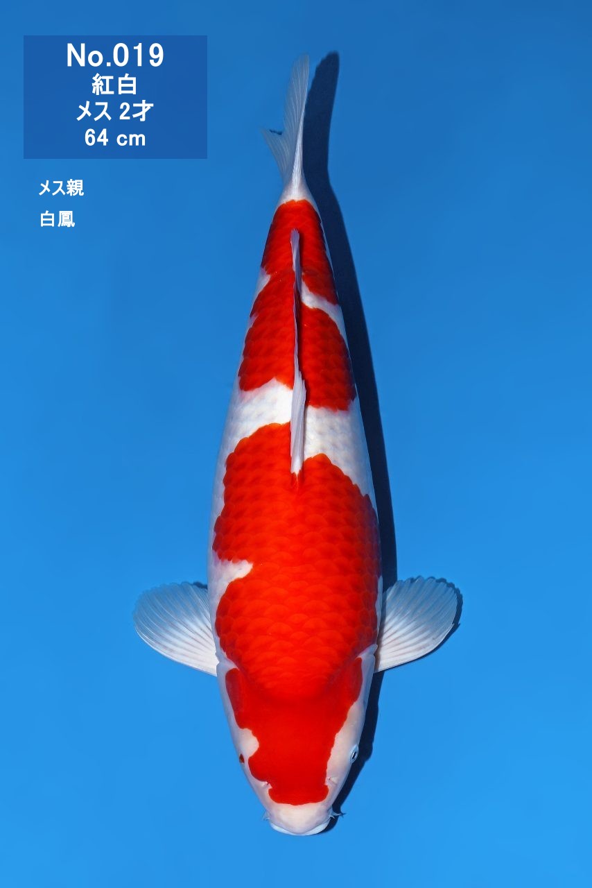 鯉