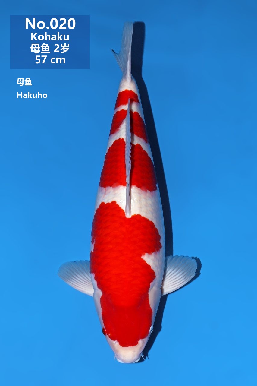 鯉