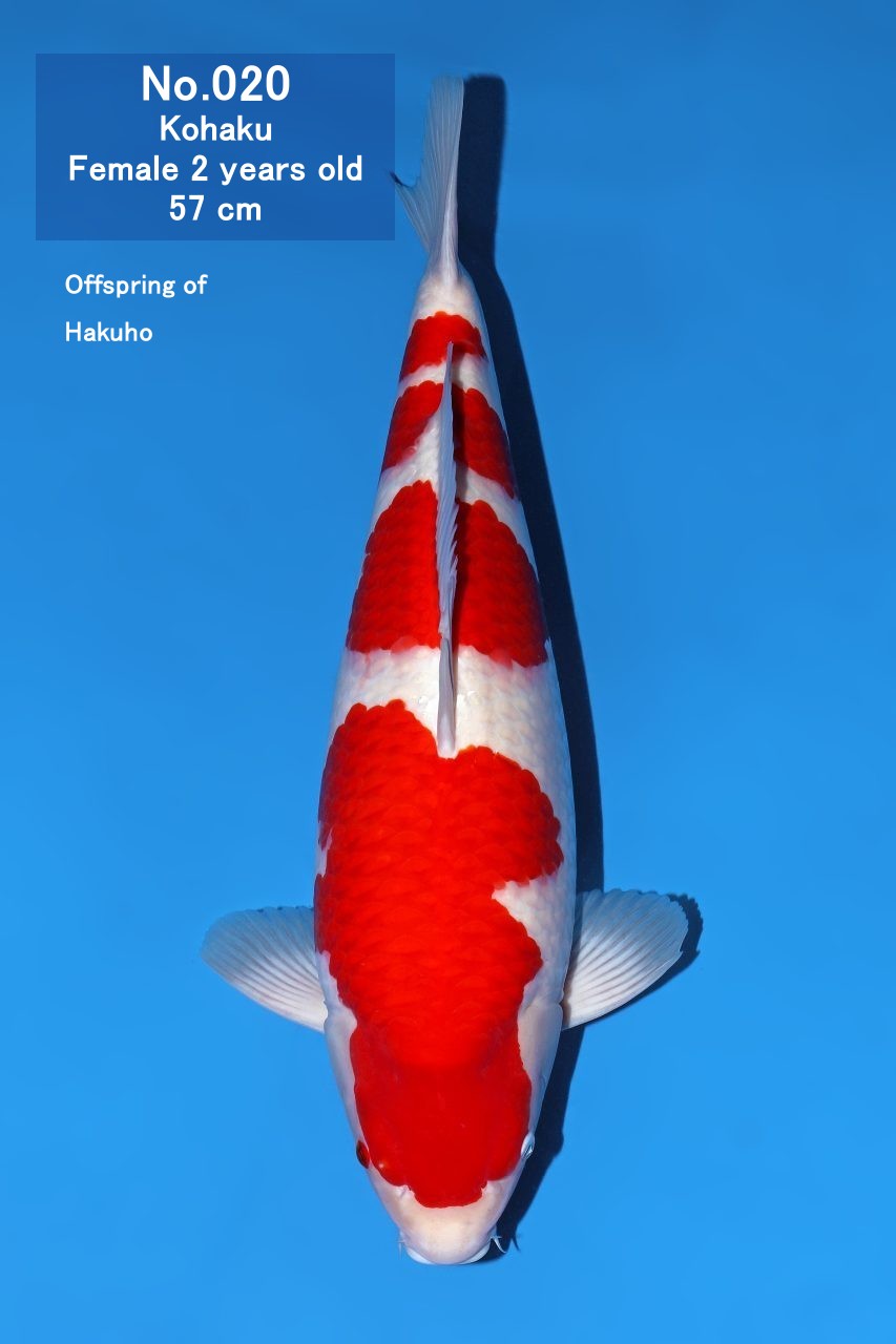 Koi