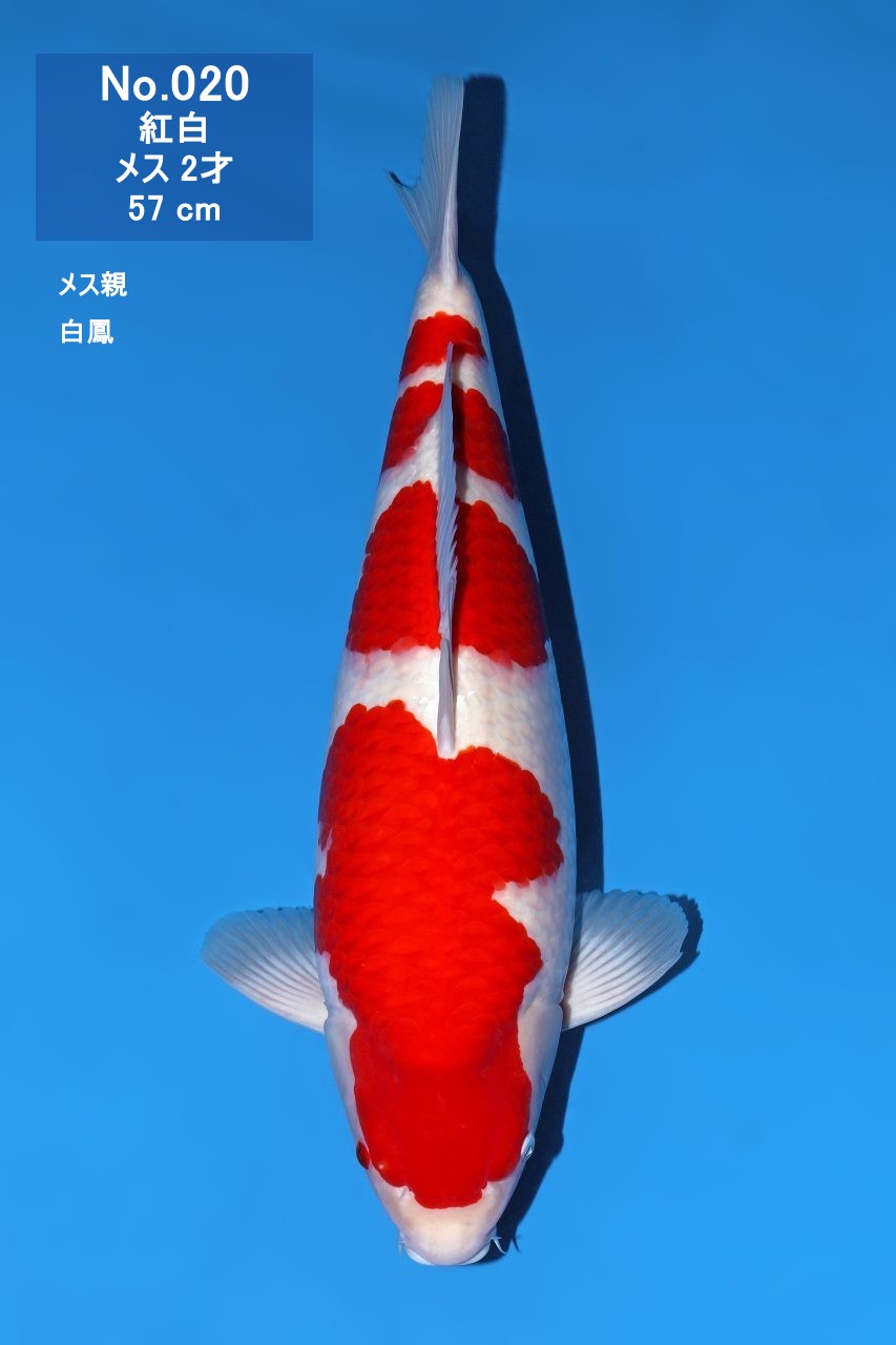 鯉