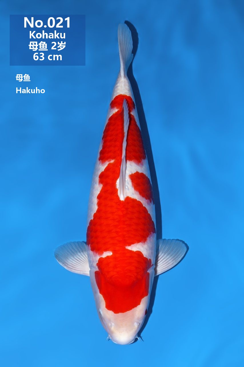 鯉