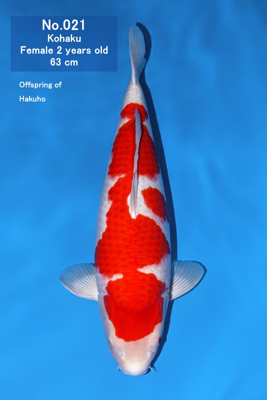 Koi