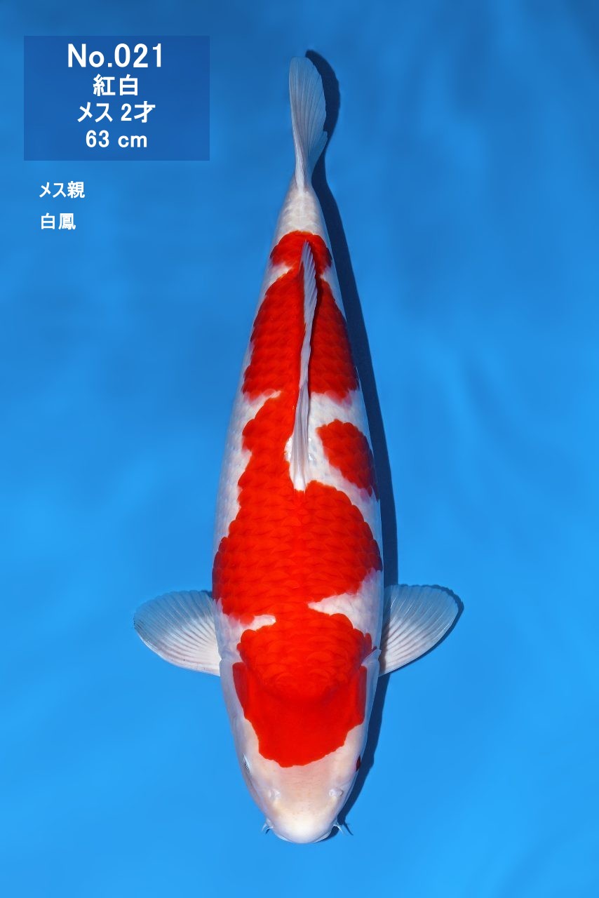鯉