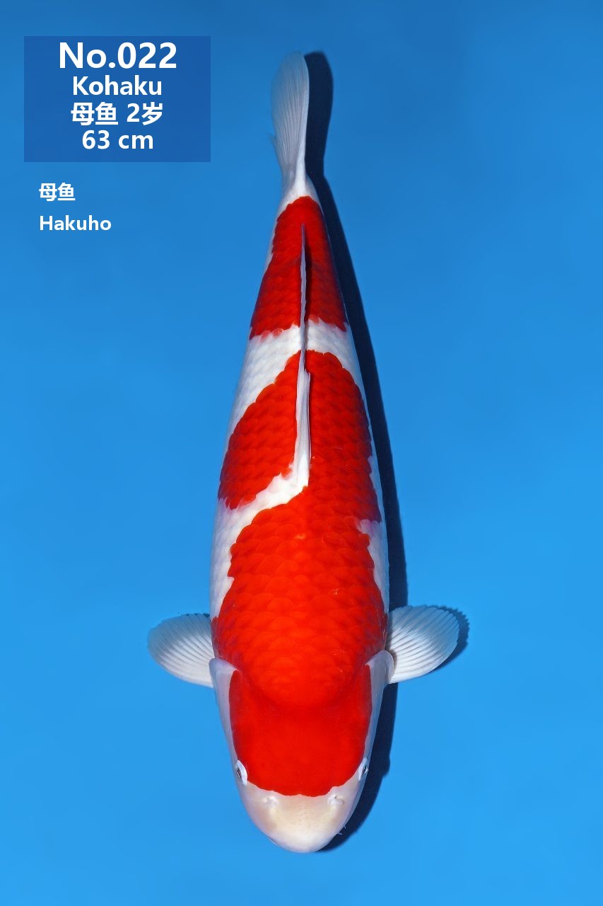 鯉