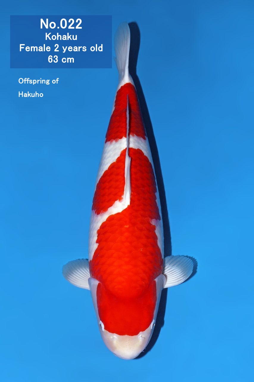 Koi