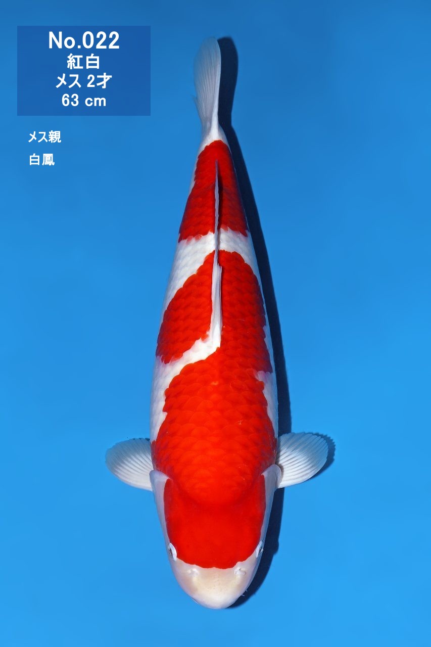 鯉