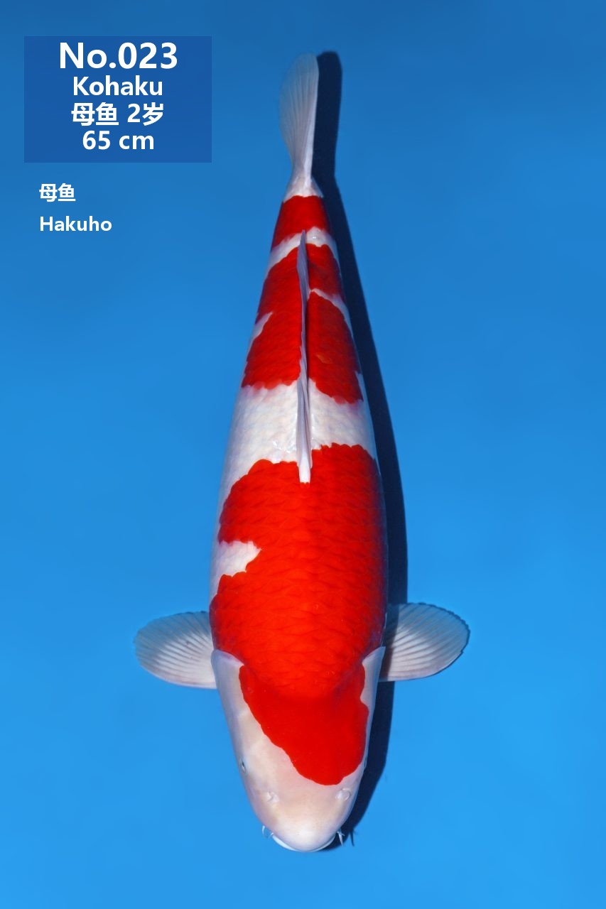 鯉