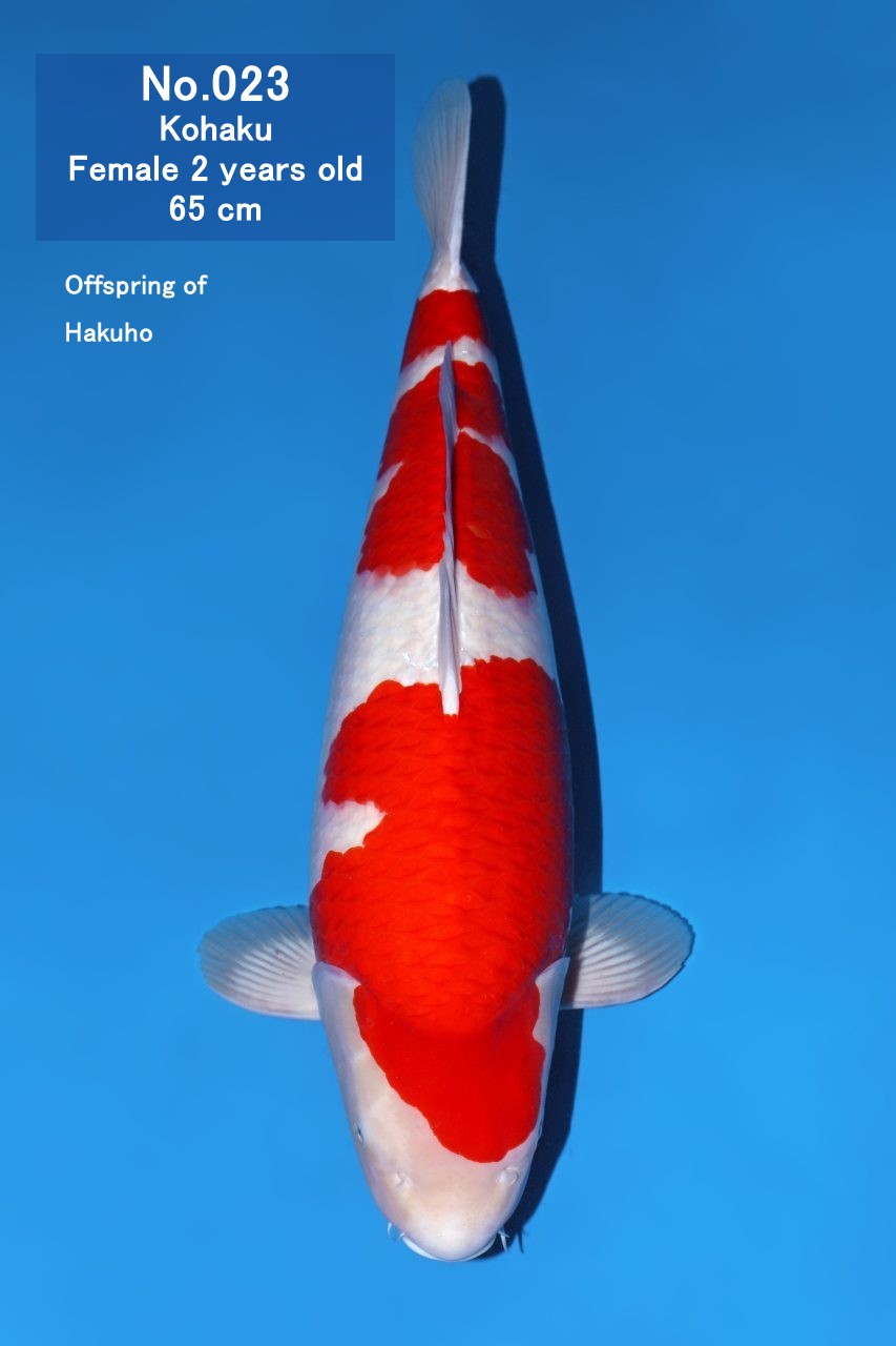 Koi