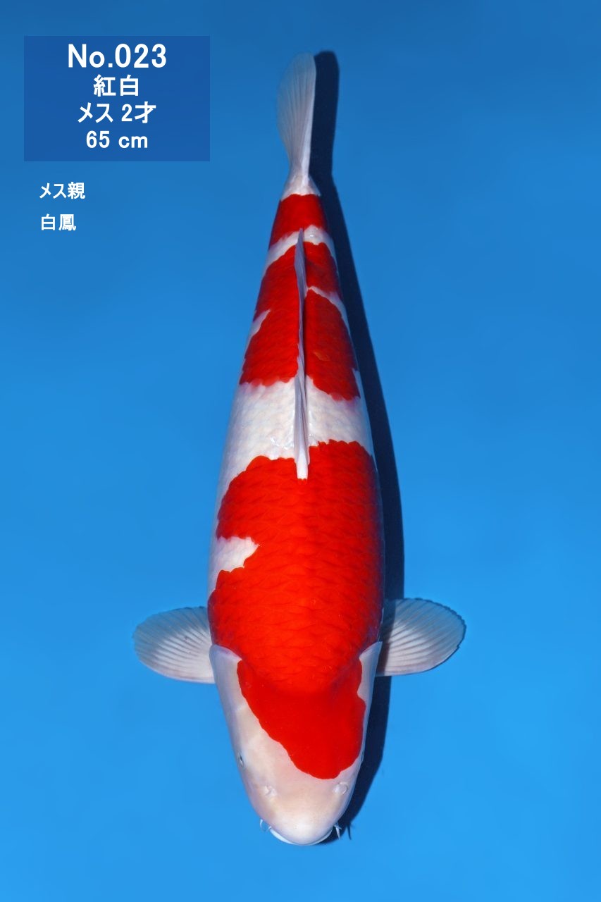 鯉