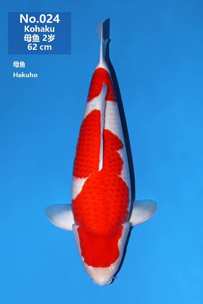 鯉