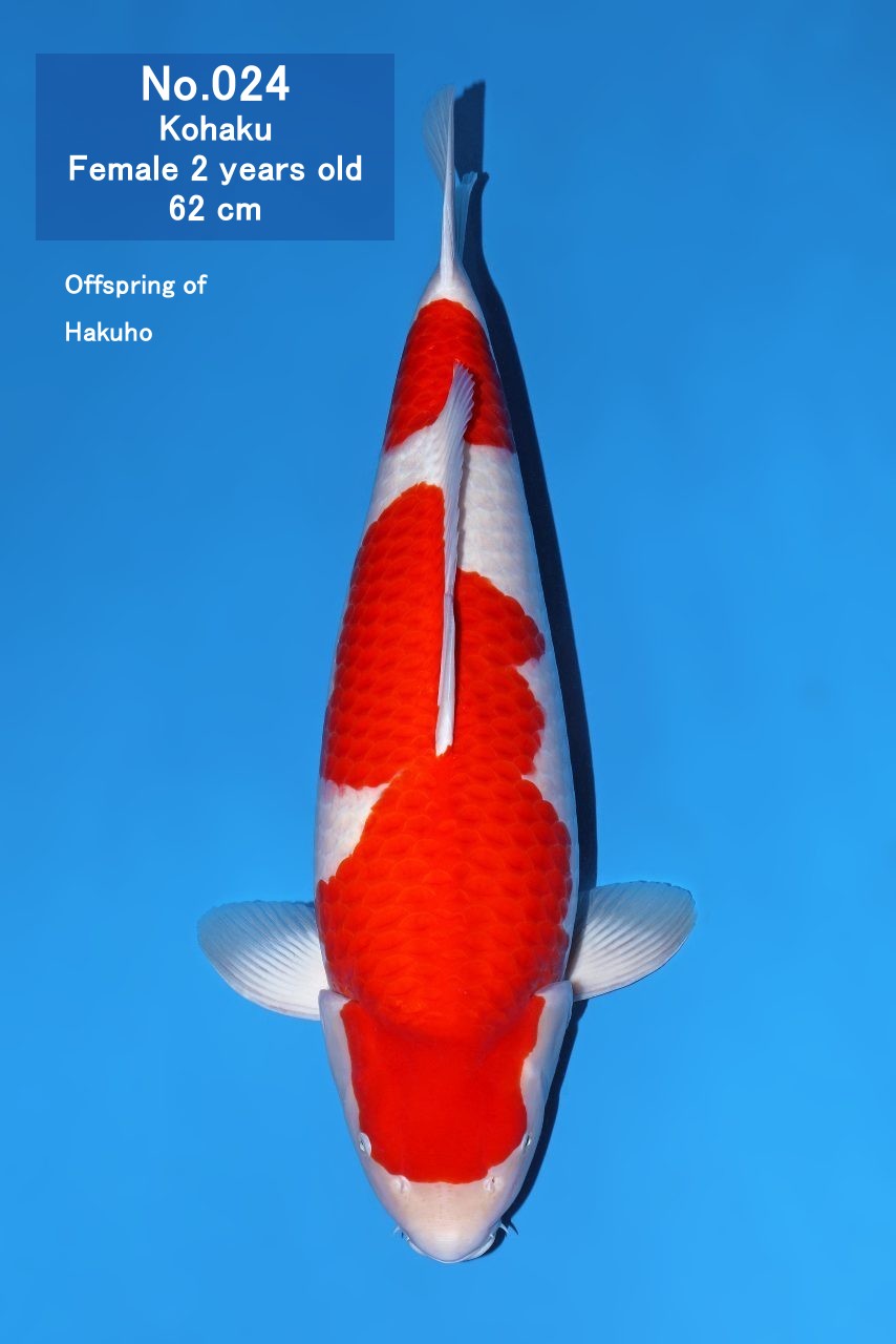Koi