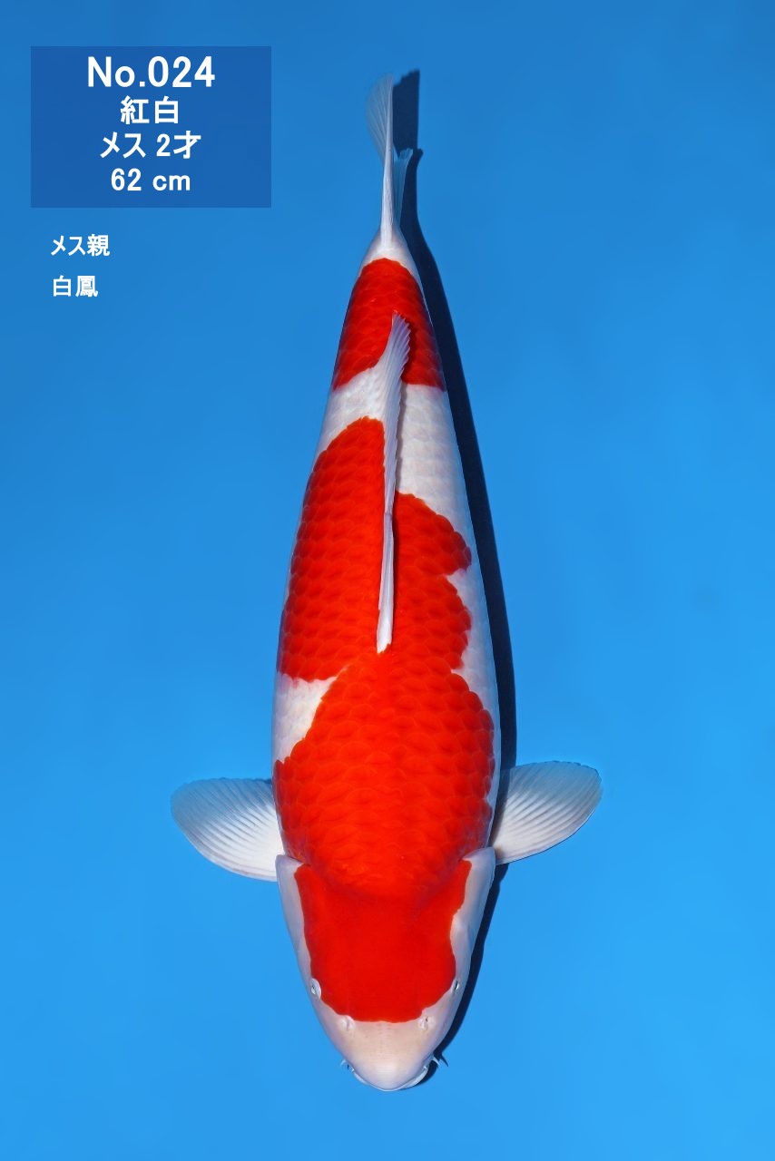 鯉