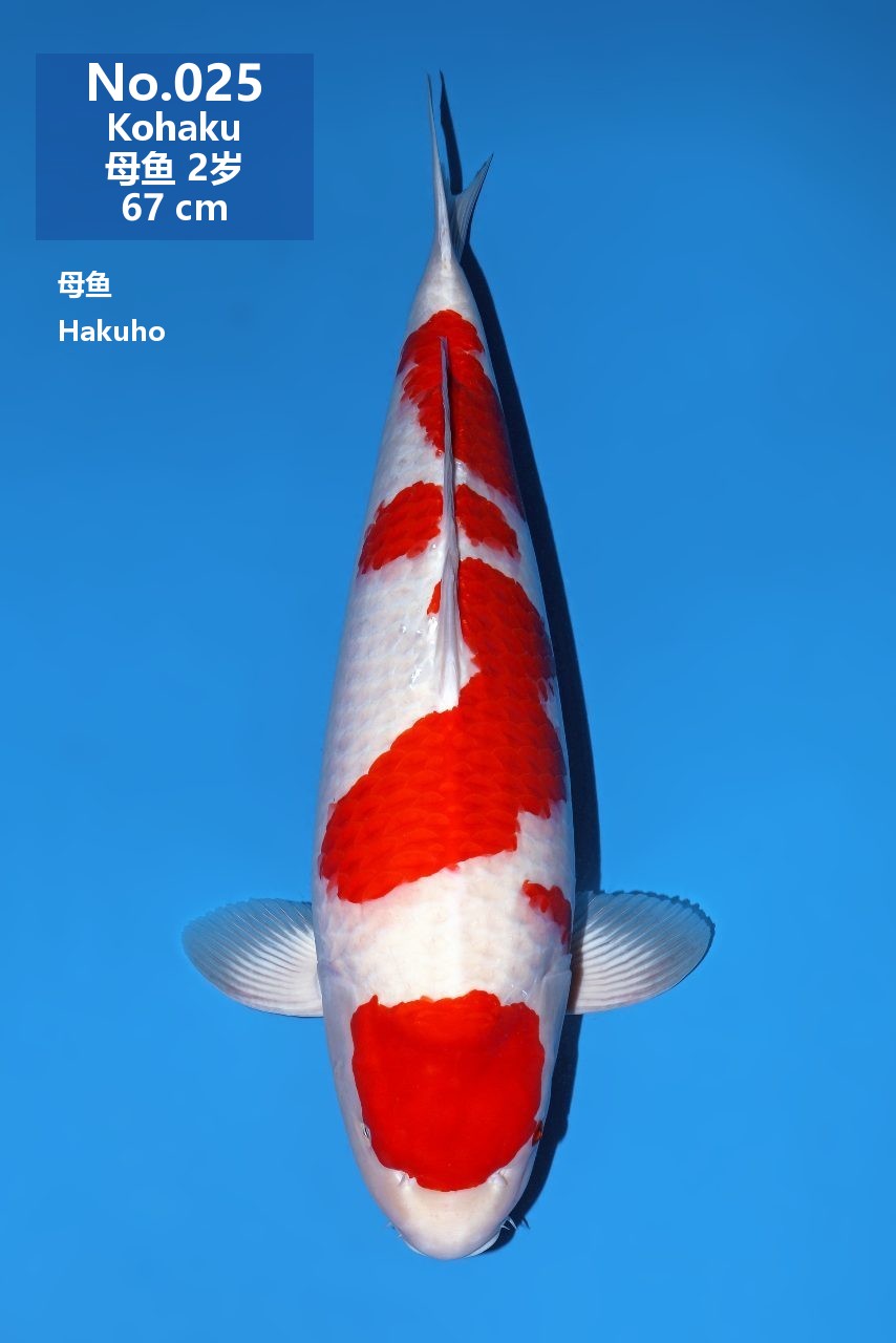 鯉