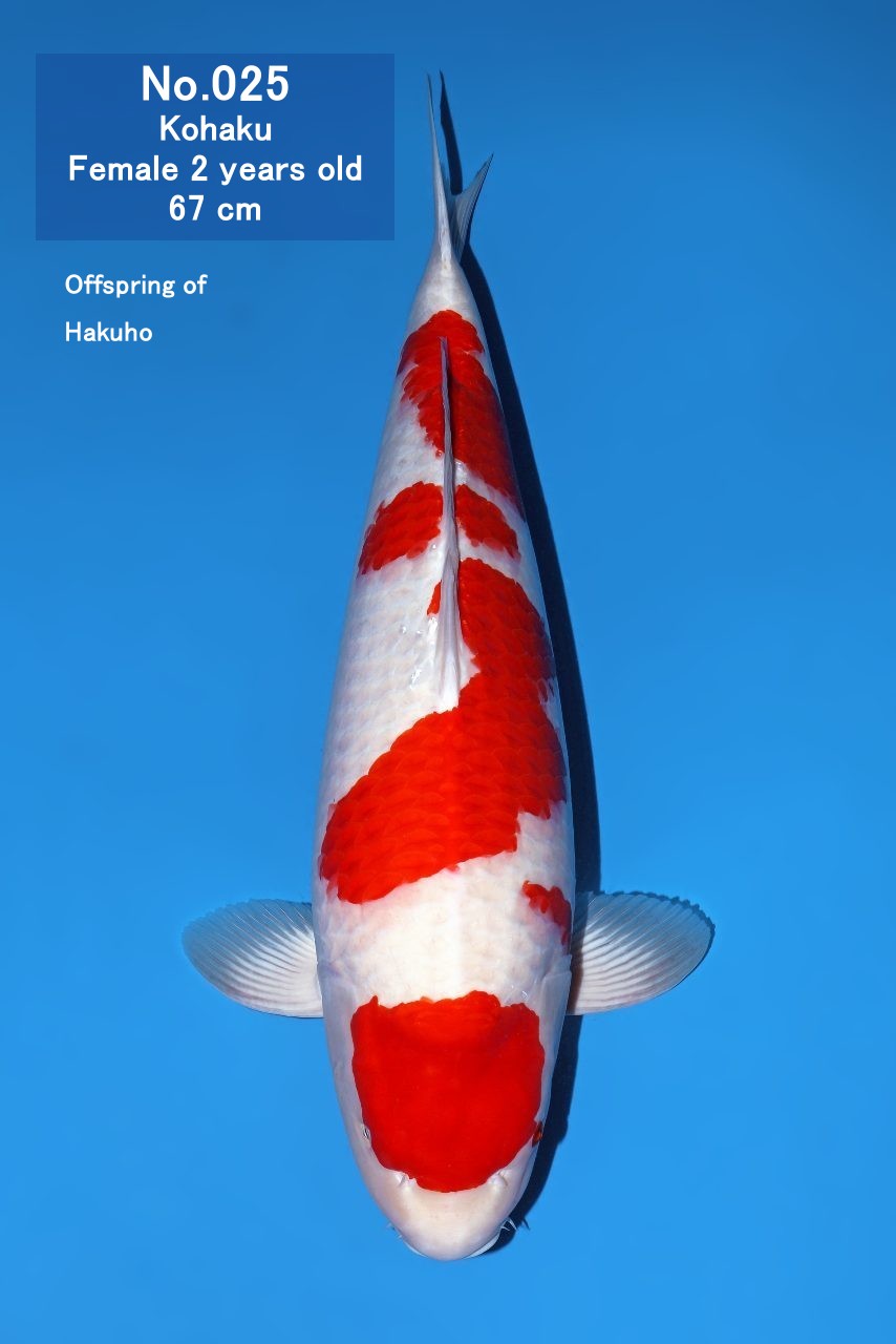 Koi