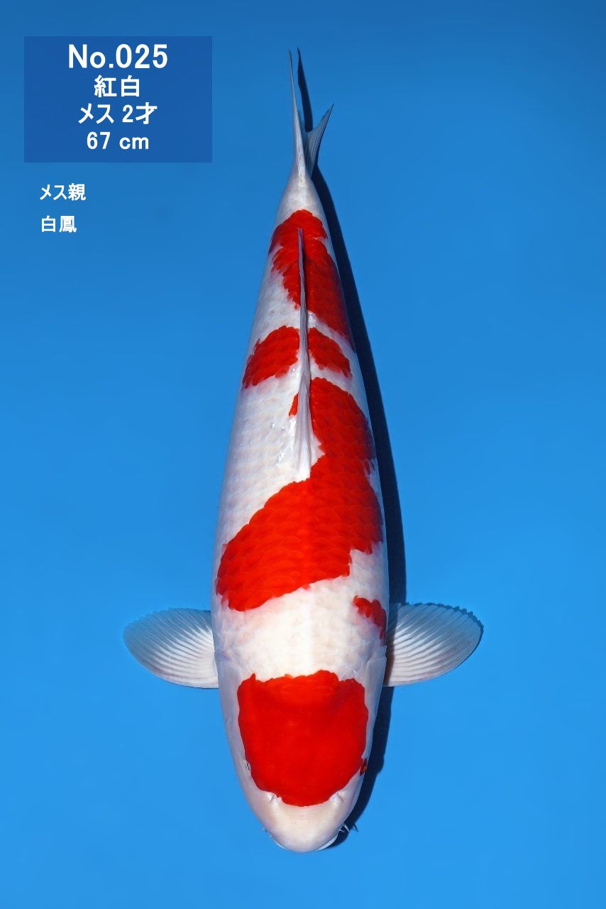 鯉
