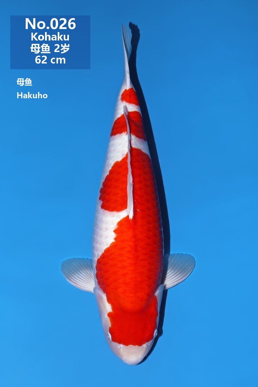 鯉