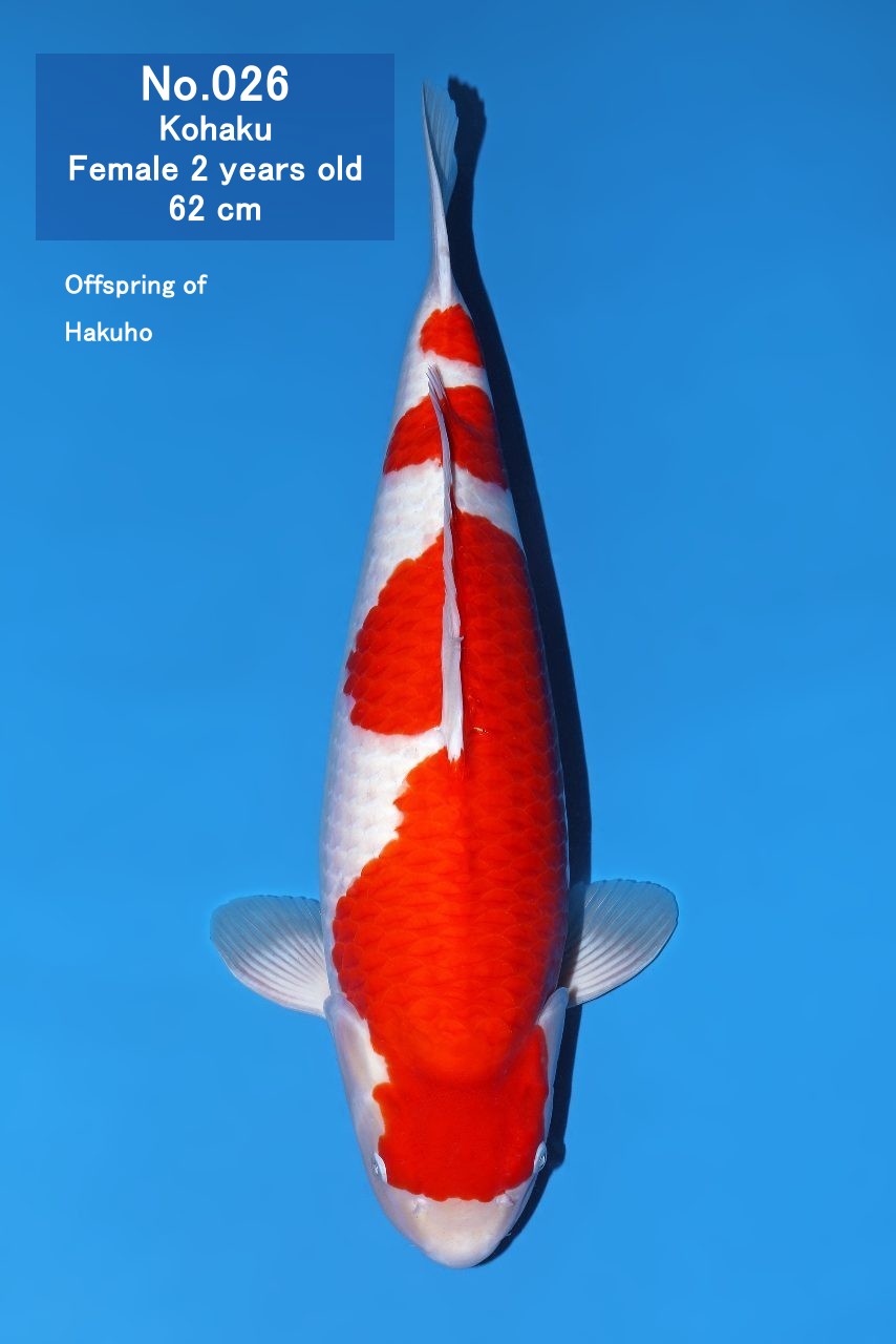 Koi