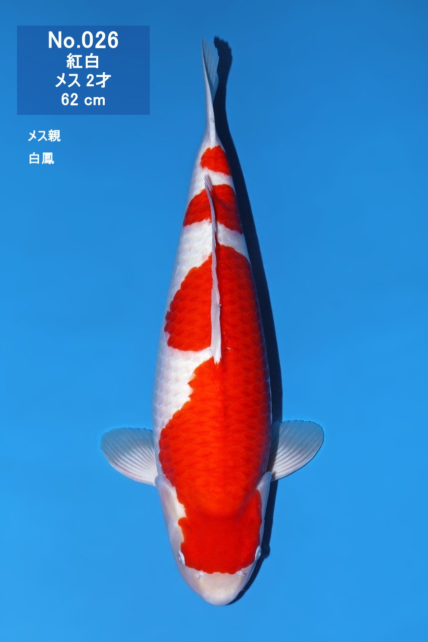 鯉