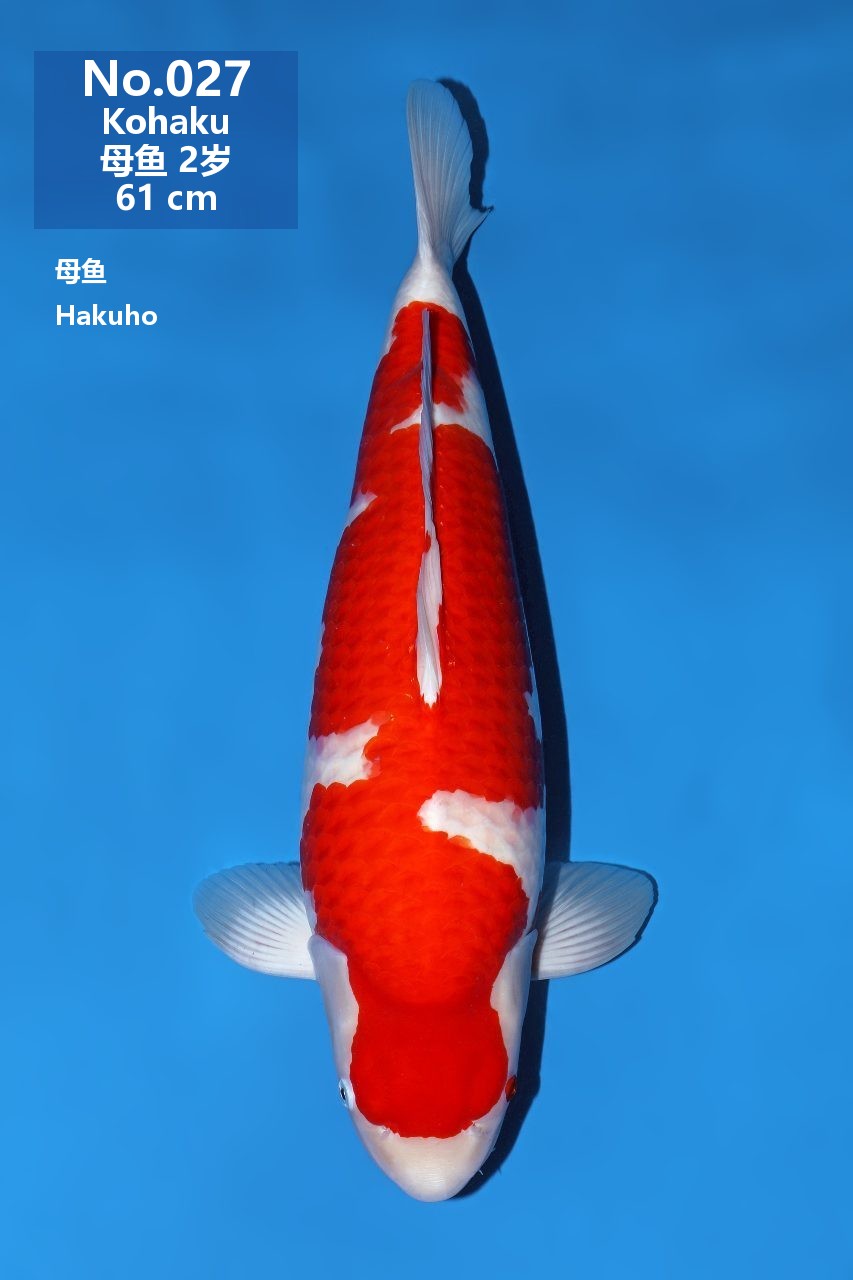 鯉