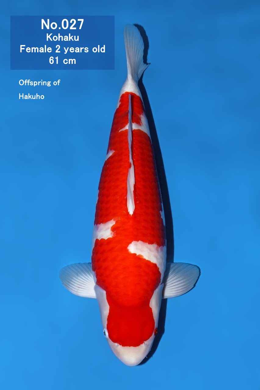Koi
