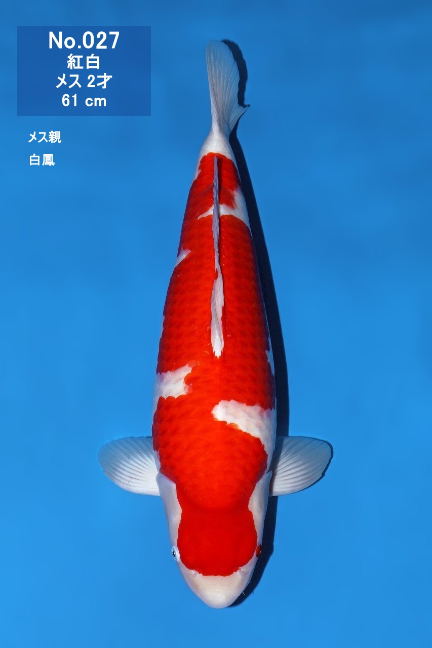 鯉