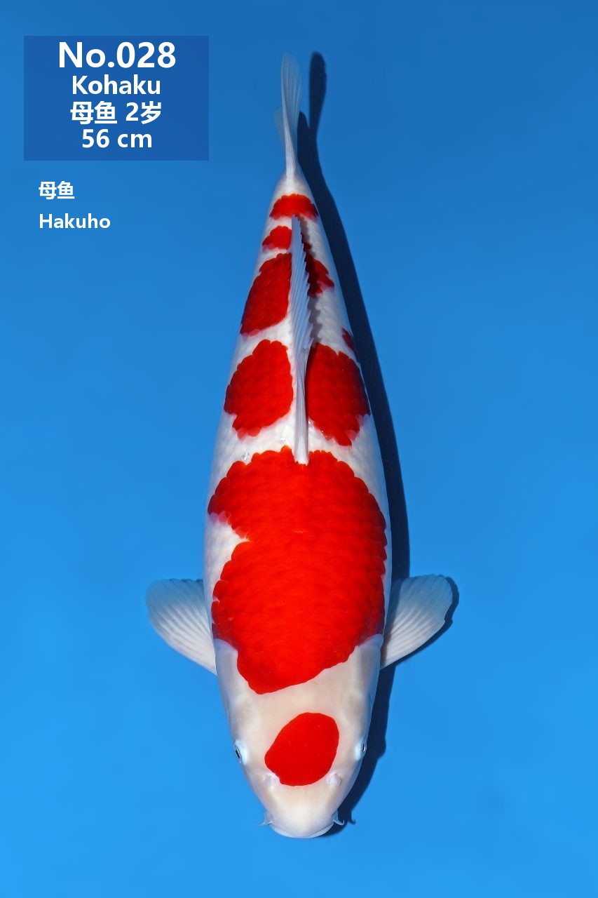 鯉