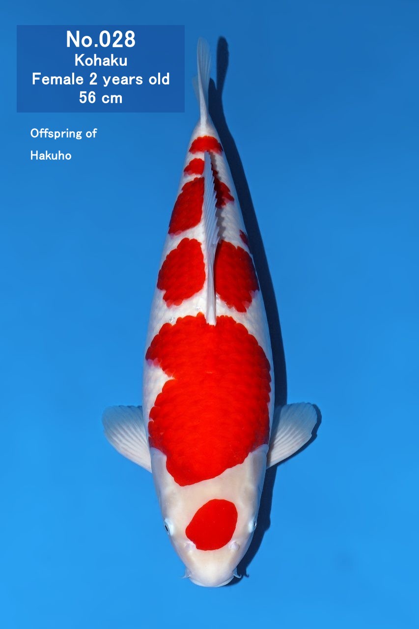 Koi