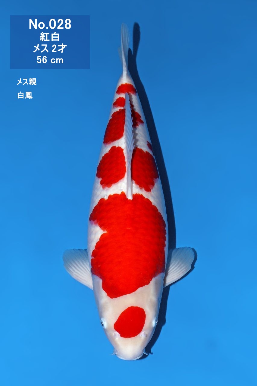 鯉
