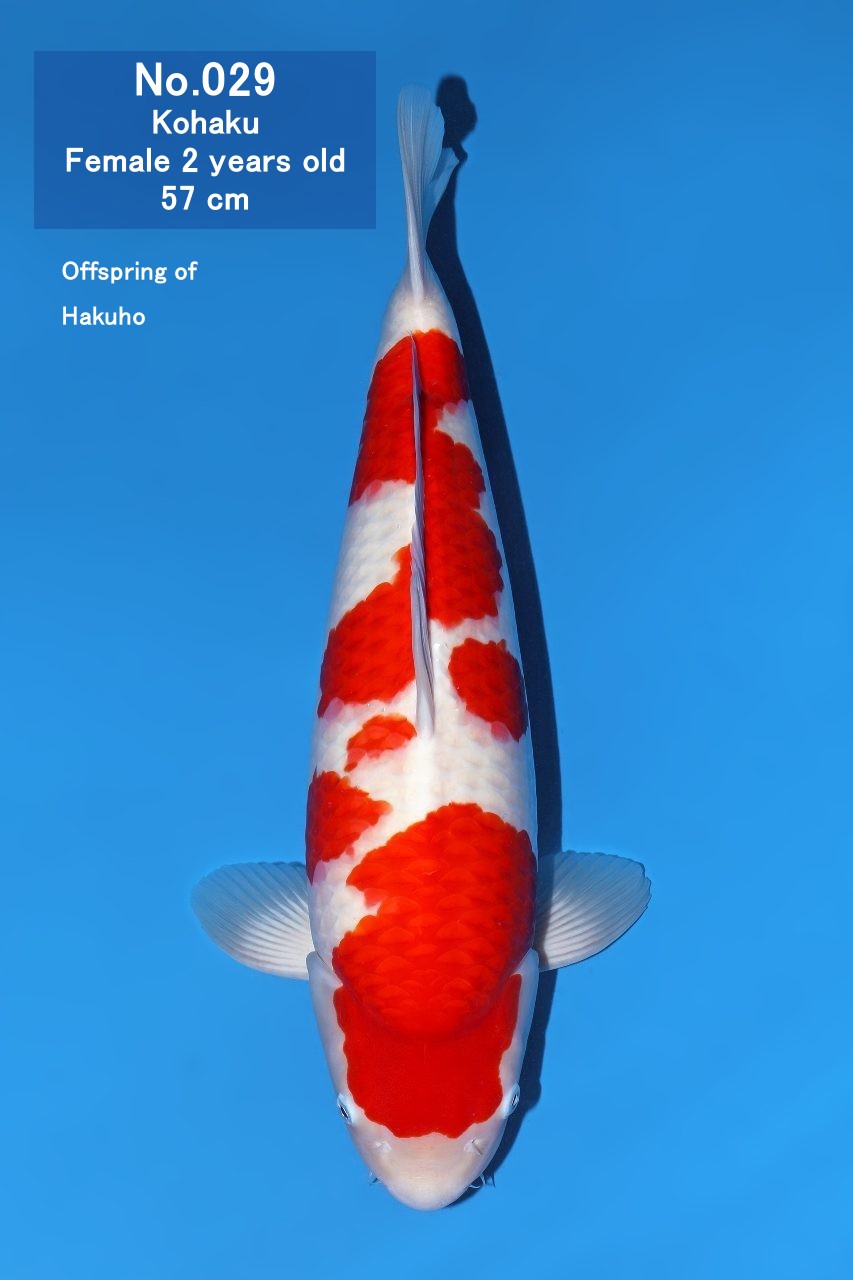 Koi