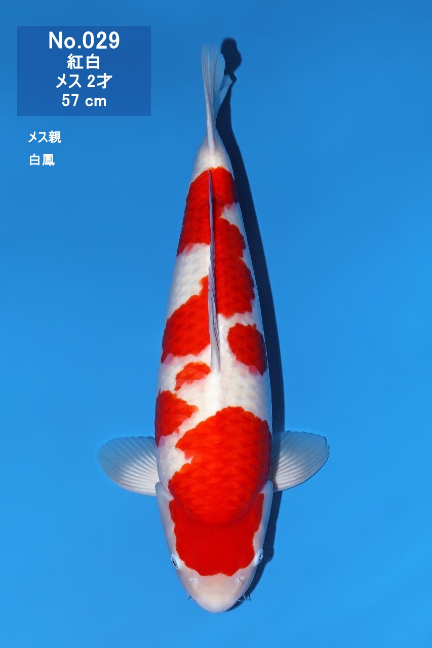 鯉