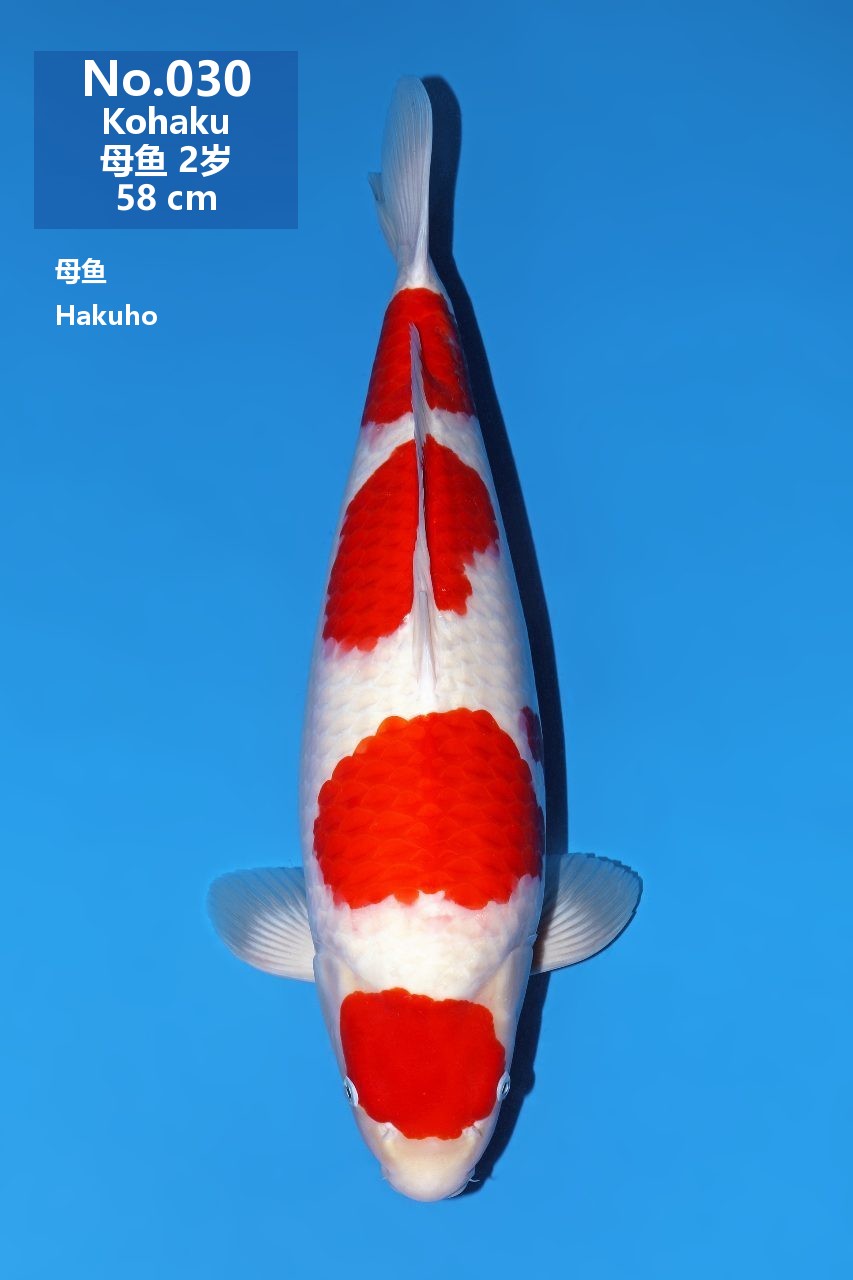 鯉