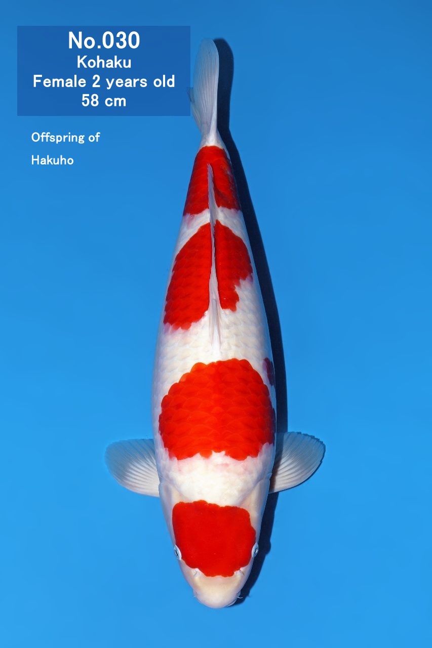Koi