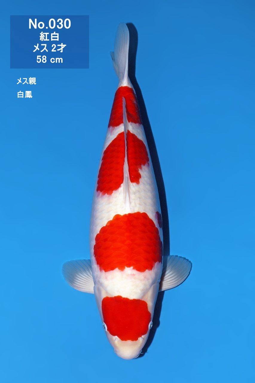 鯉