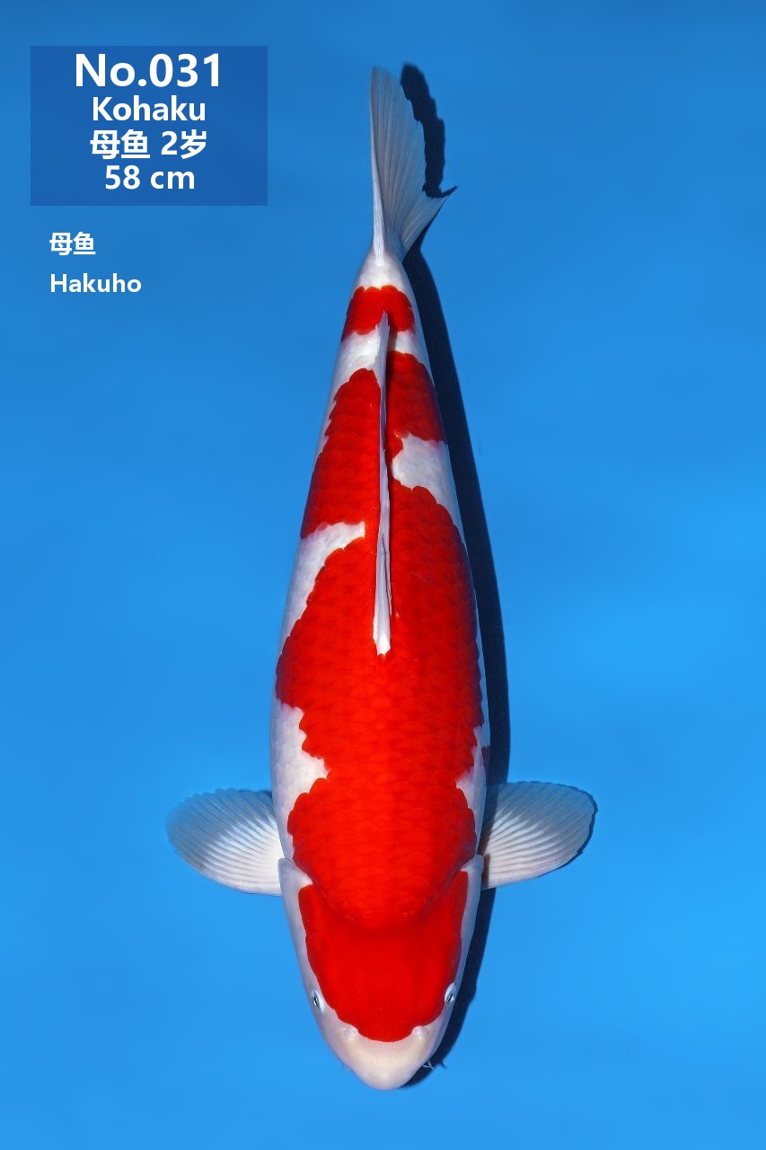 鯉