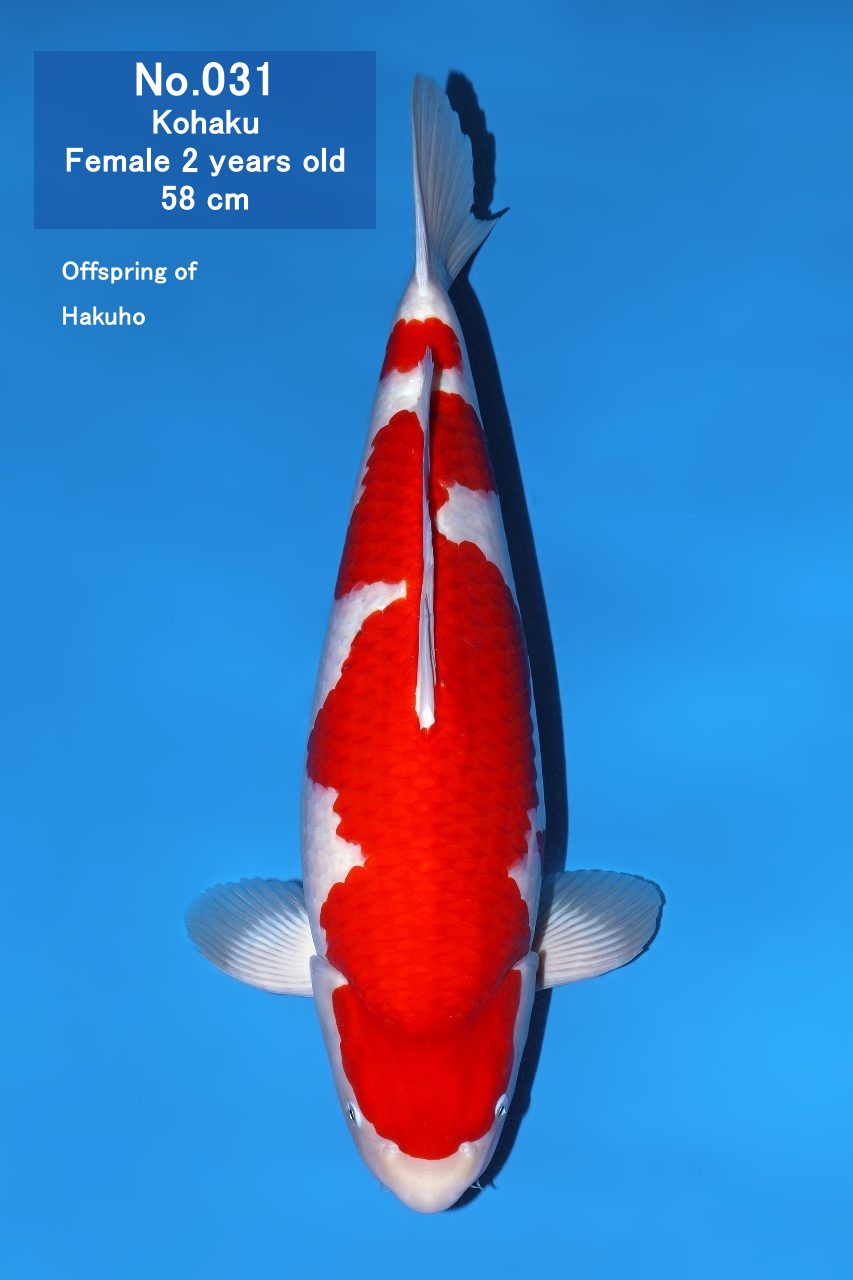 Koi