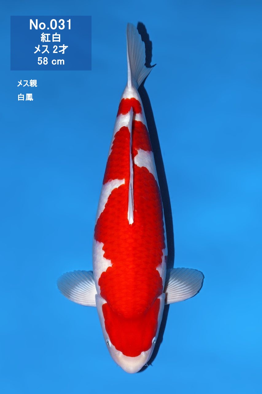 鯉