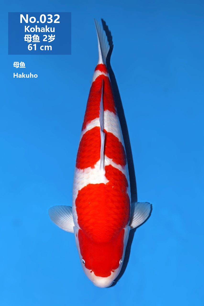 鯉