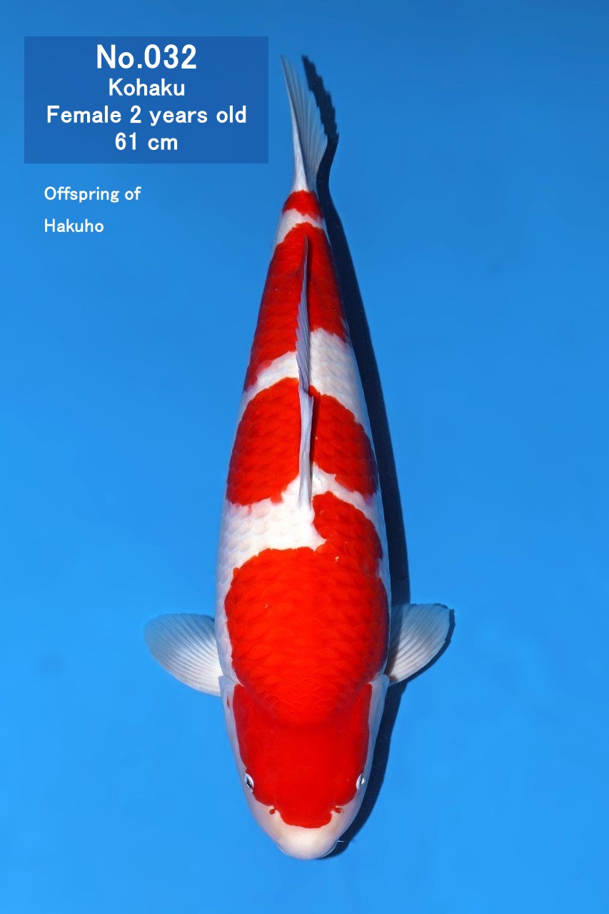 Koi