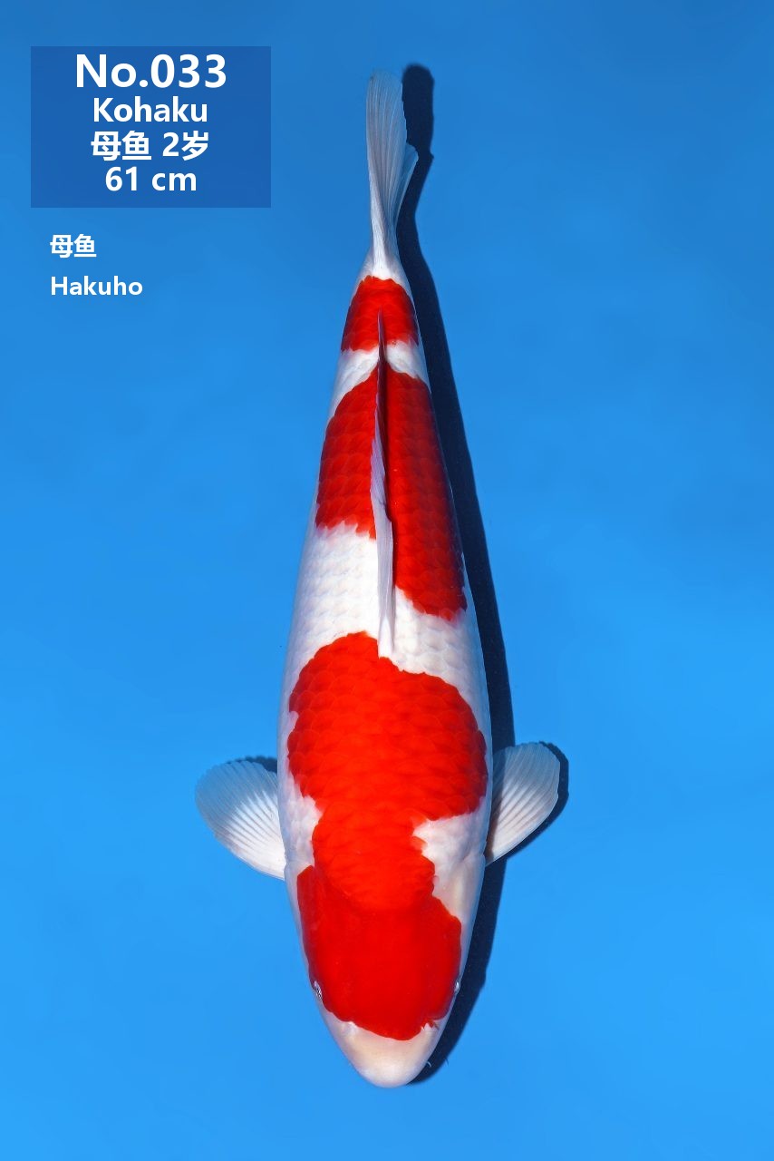 鯉