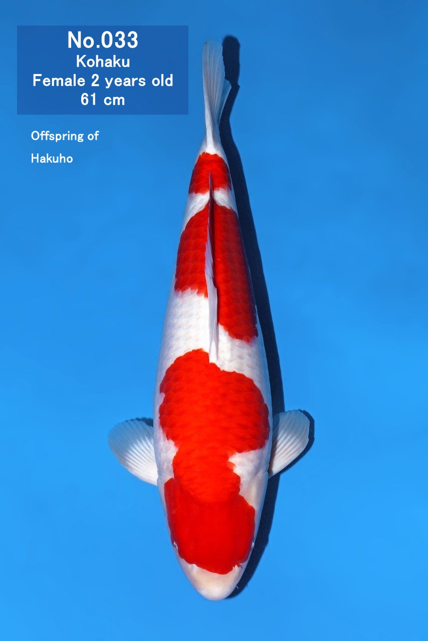 Koi