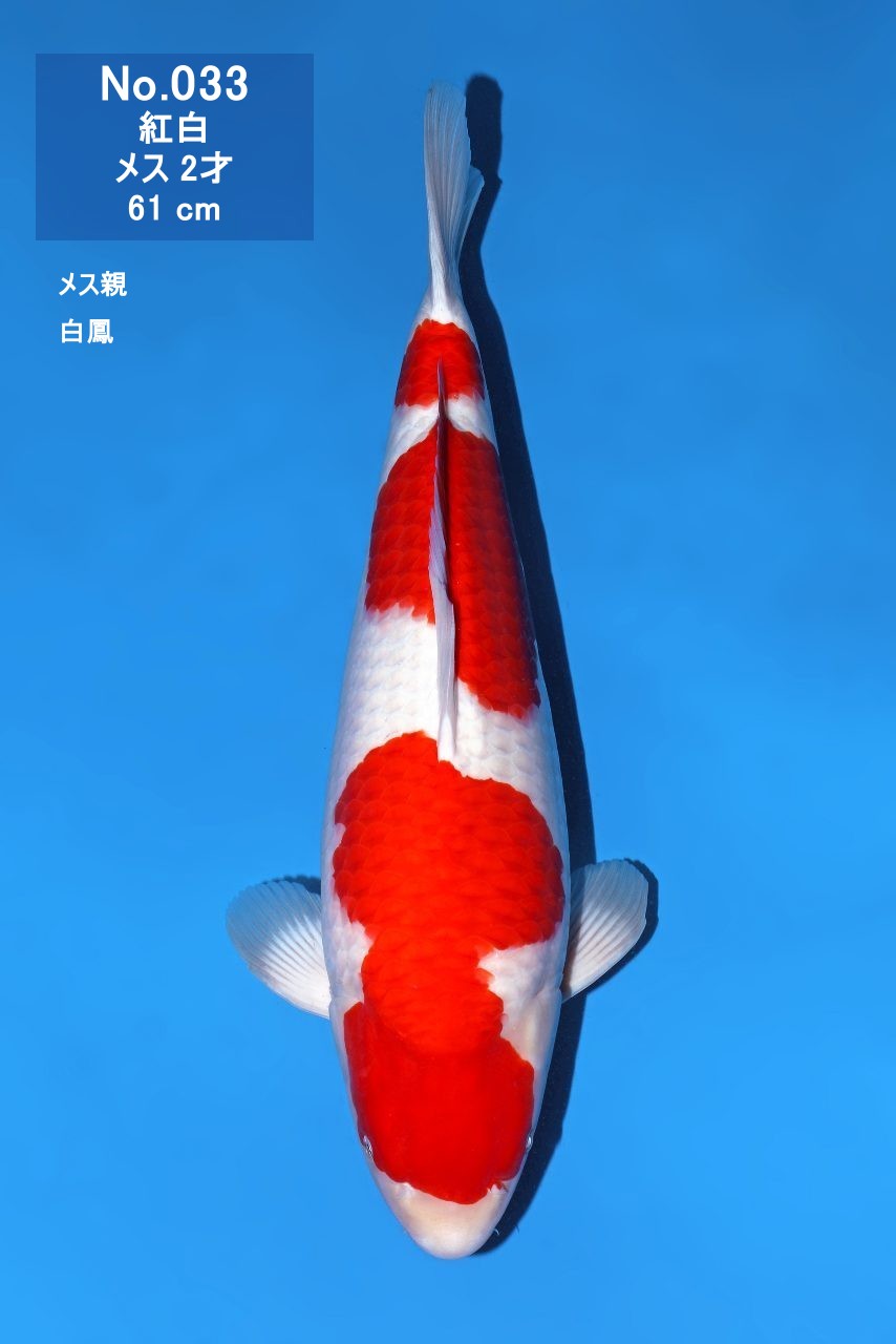 鯉