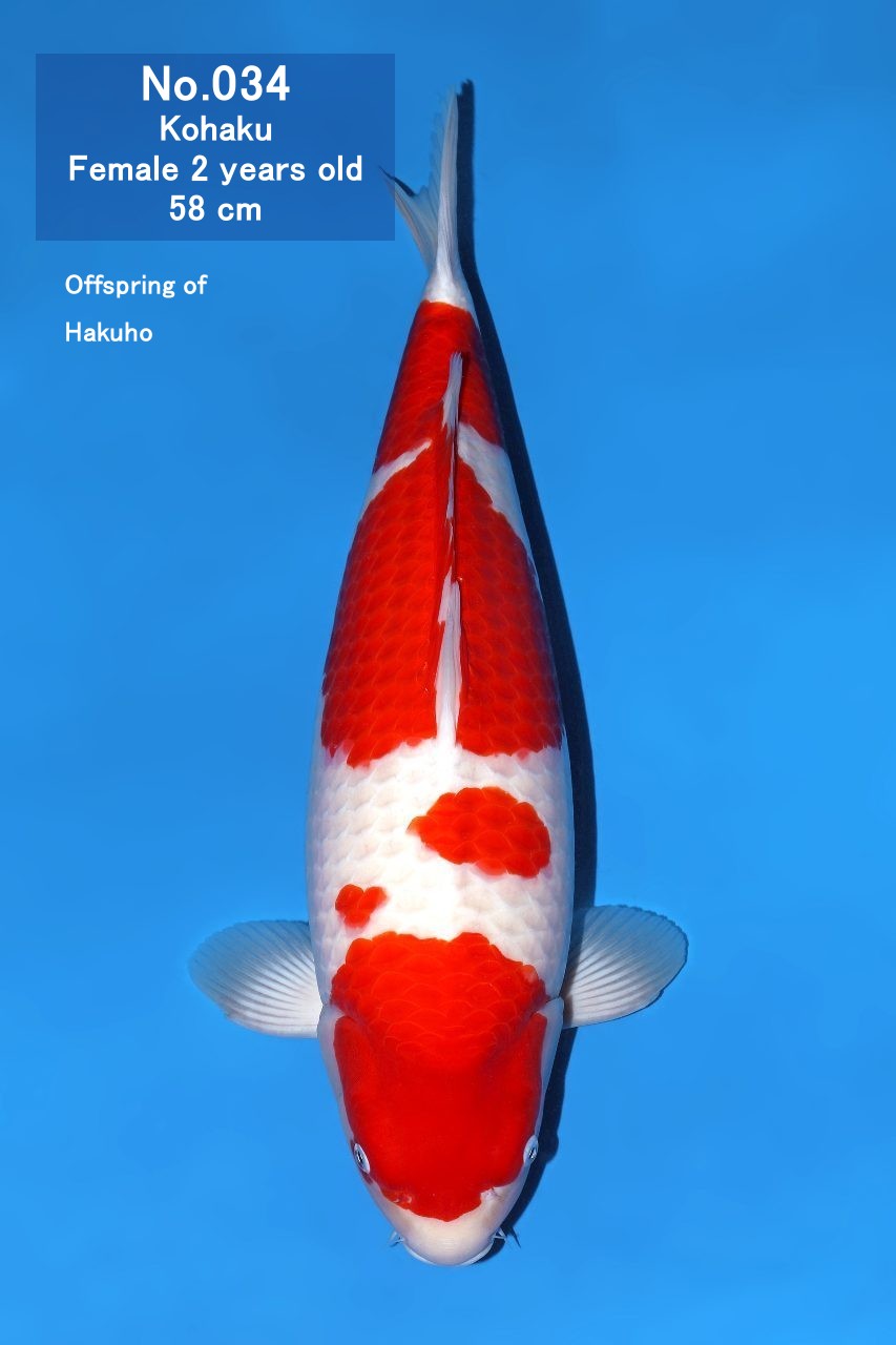 Koi