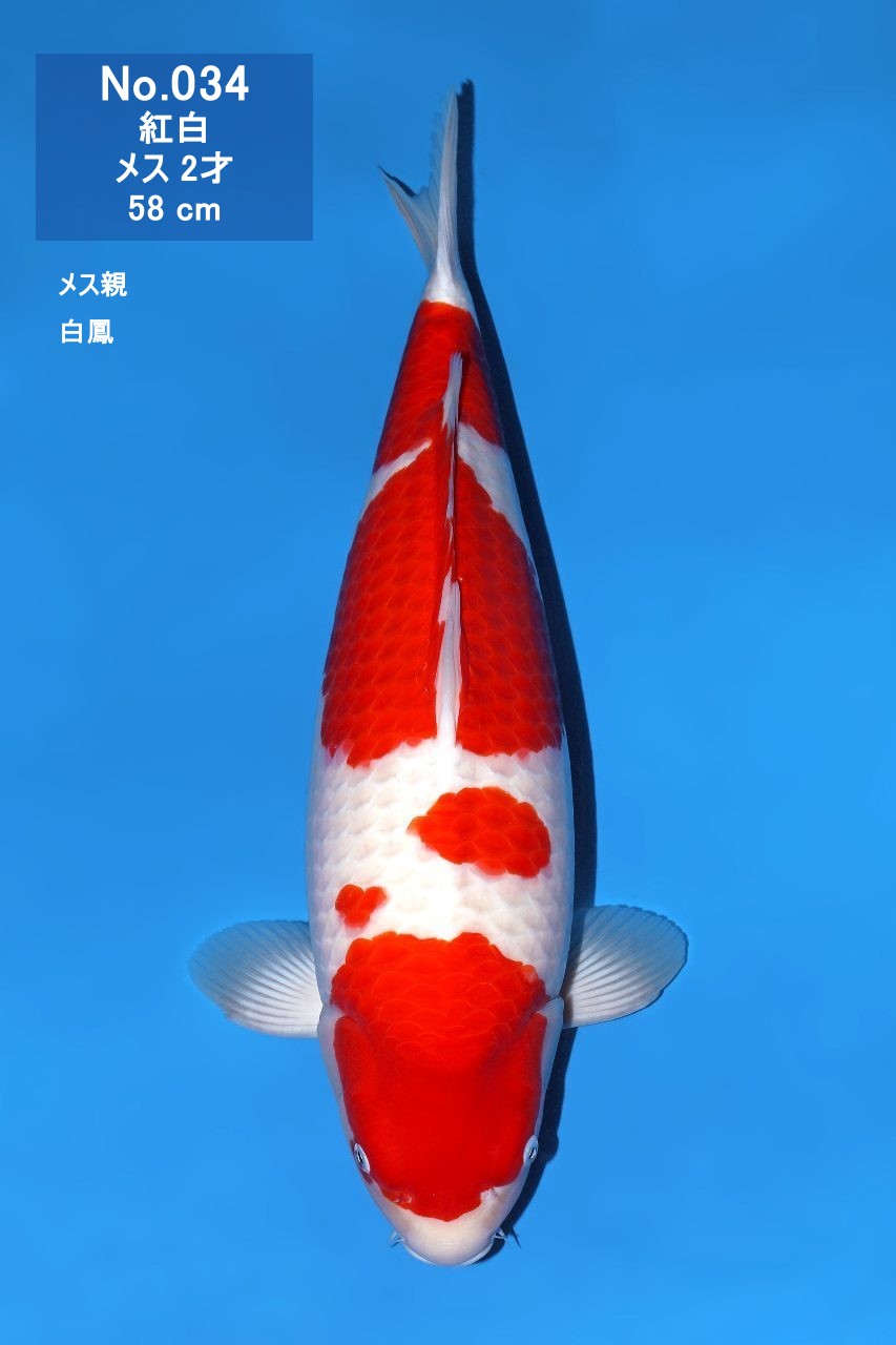 鯉