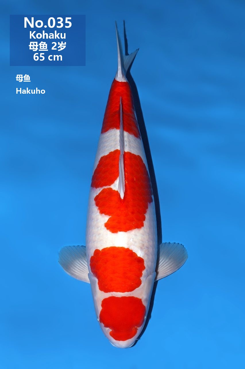 鯉